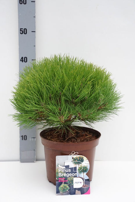 Pinus 'Marie Bregeon'