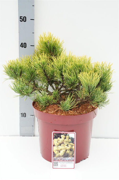 Pinus mugo 'Carsten's Winter Gold'