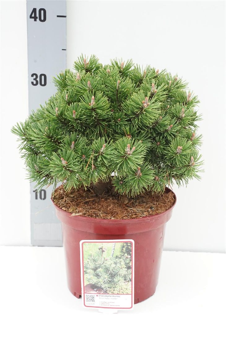 Pinus mugo &
