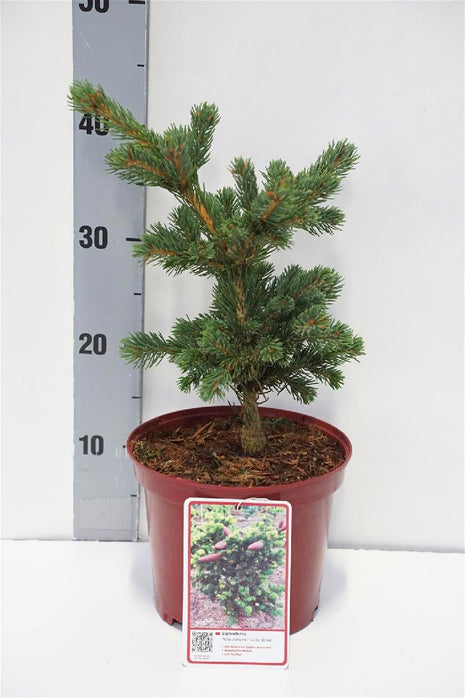 Picea pungens 'Lucky Strike'