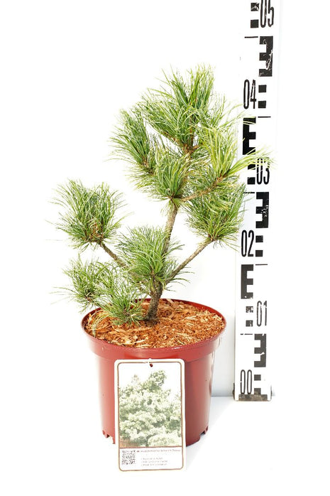 Pinus parv. 'Schoon's Bonsai'