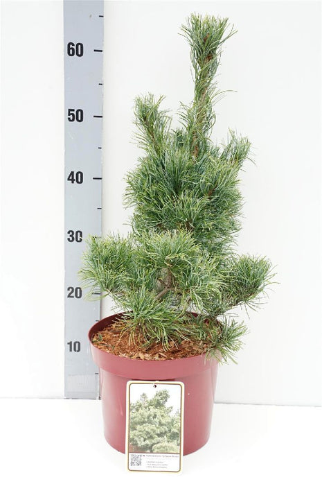 Pinus parv. 'Schoon's Bonsai'