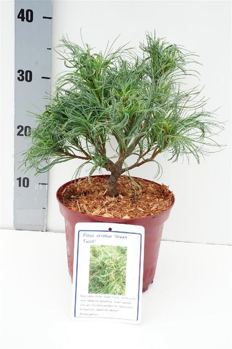 Pinus parv. 'Twister Green'