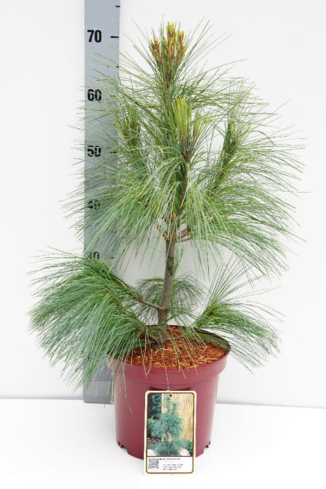 Pinus schwerinii