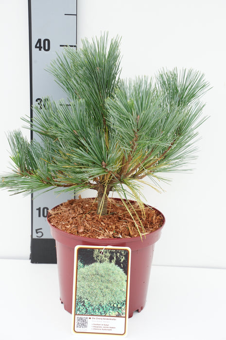 Pinus strobus 'Macopin'