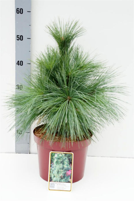 Pinus schwerinii 'Wiethorst'