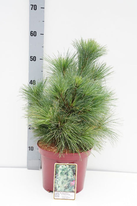 Pinus schwerinii 'Wiethorst'