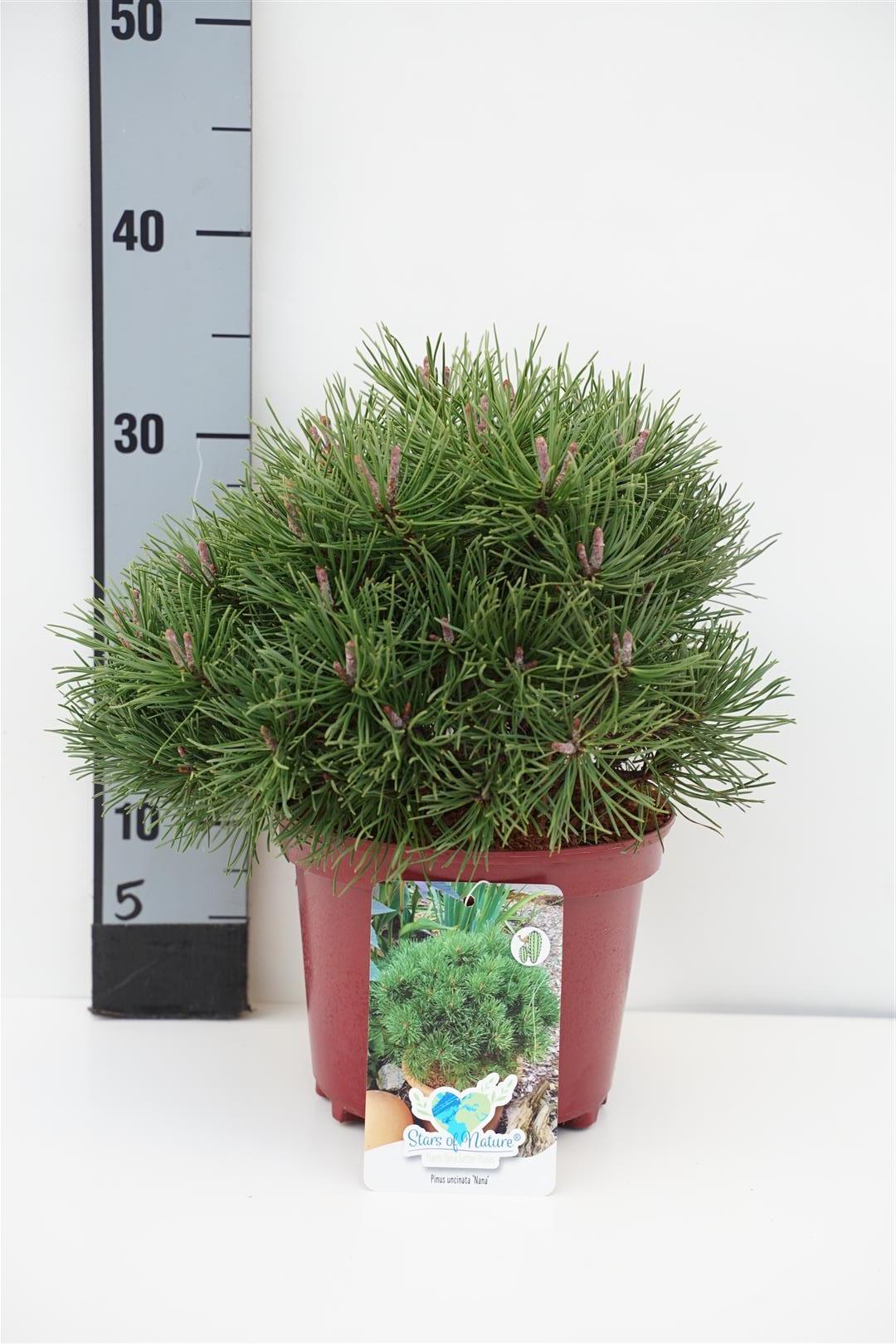 Tall uncinata &