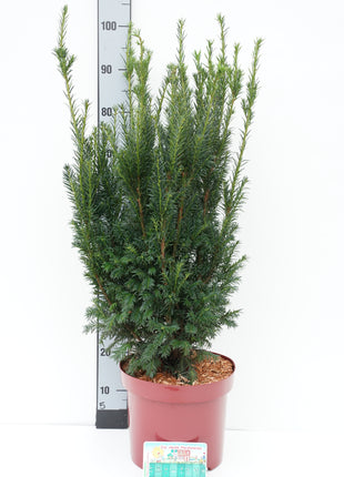 Taxus b. 'Westerstede'