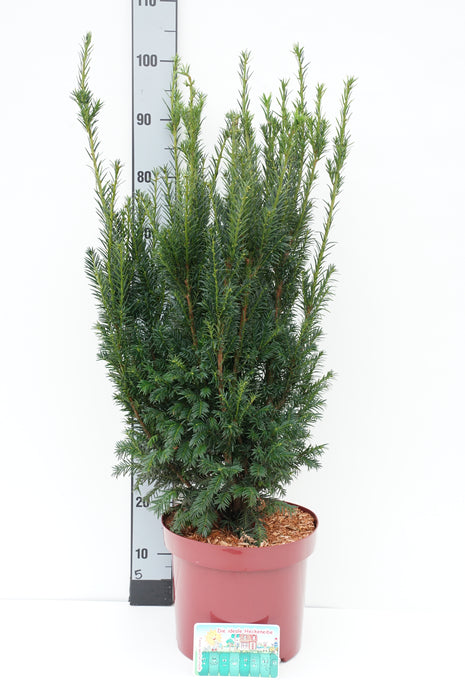 Taxus b. 'Westerstede'