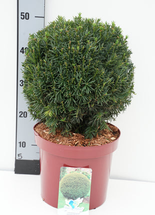 Taxus b. 'Westerstede'