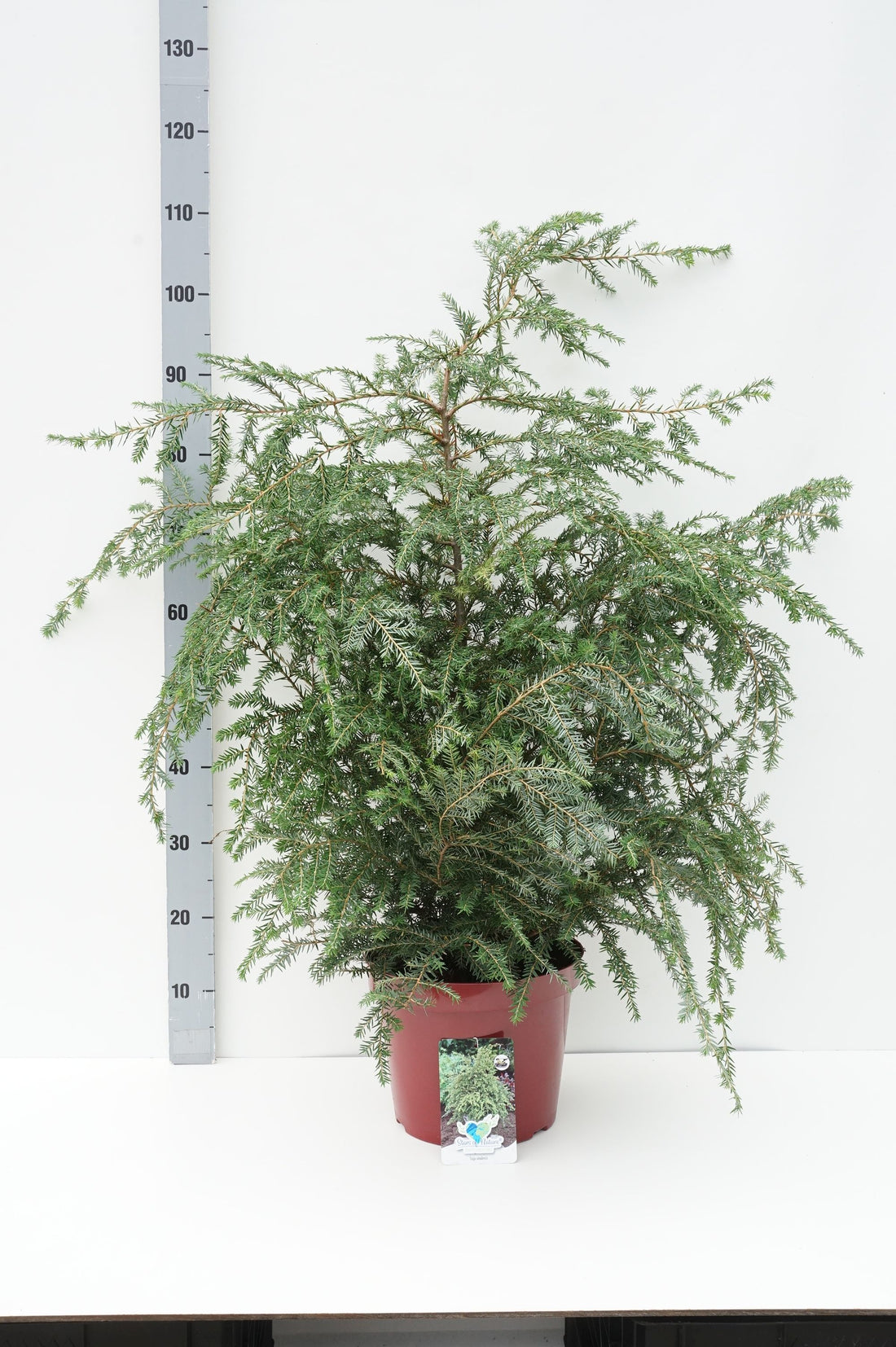 Hemlock canadensis - C7,5/P26 60-80 CM