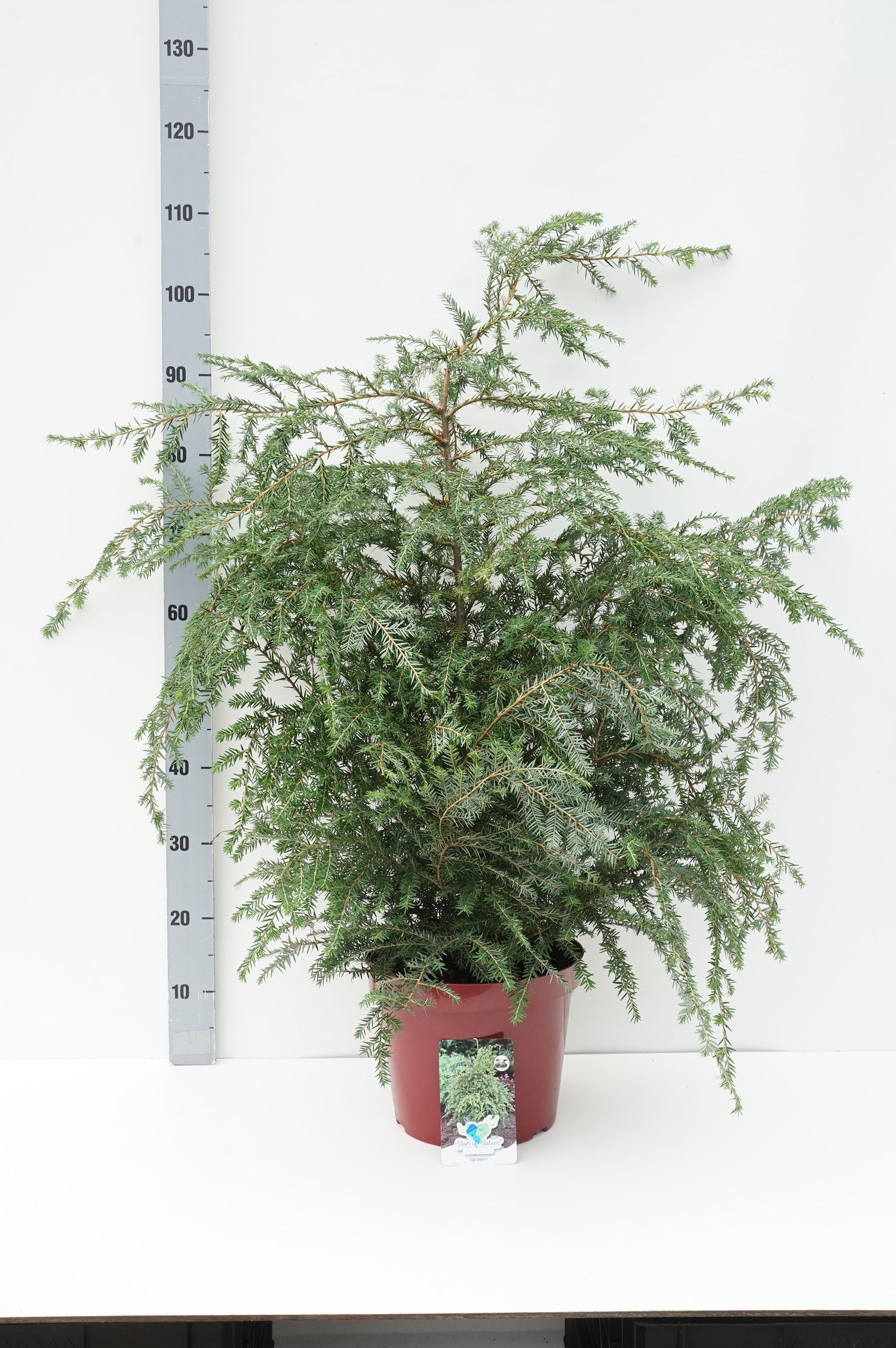 Hemlock canadensis - C7,5/P26 60-80 CM