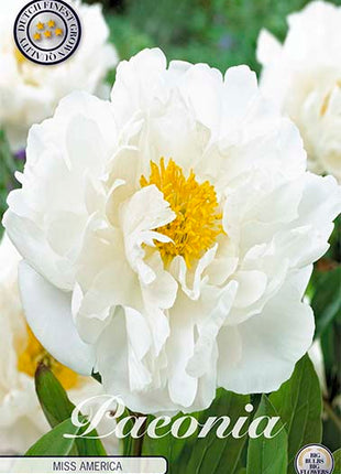 Paeonia Duchesse de Nemours (uusi) 1 kpl