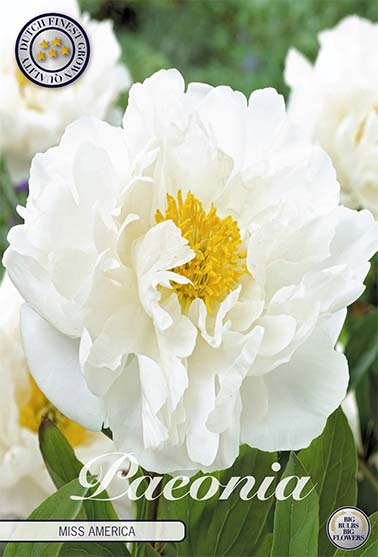 Paeonia Duchesse de Nemours (Neu) 1er-Pack