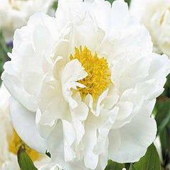 Pion-Paeonia Miss America 1-pack