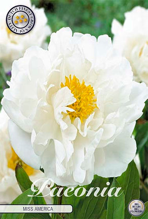 Pion-Paeonia Miss America 1-pack