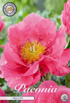 Pion-Paeonia Paula Fay 1-pack