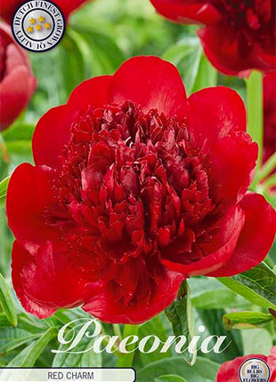 Paeonia Duchesse de Nemours (uusi) 1 kpl