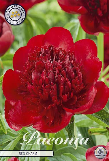 Paeonia Duchesse de Nemours (uusi) 1 kpl