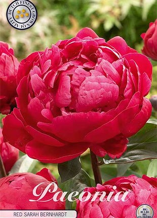 Pion-Paeonia Red Sarah Bernhardt  1-pack