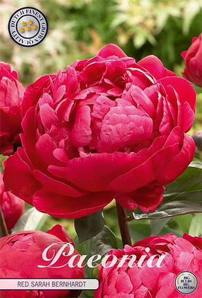 Pion-Paeonia Red Sarah Bernhardt 1-pack