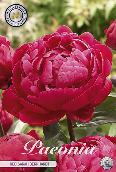 Pion-Paeonia Red Sarah Bernhardt 1-pack