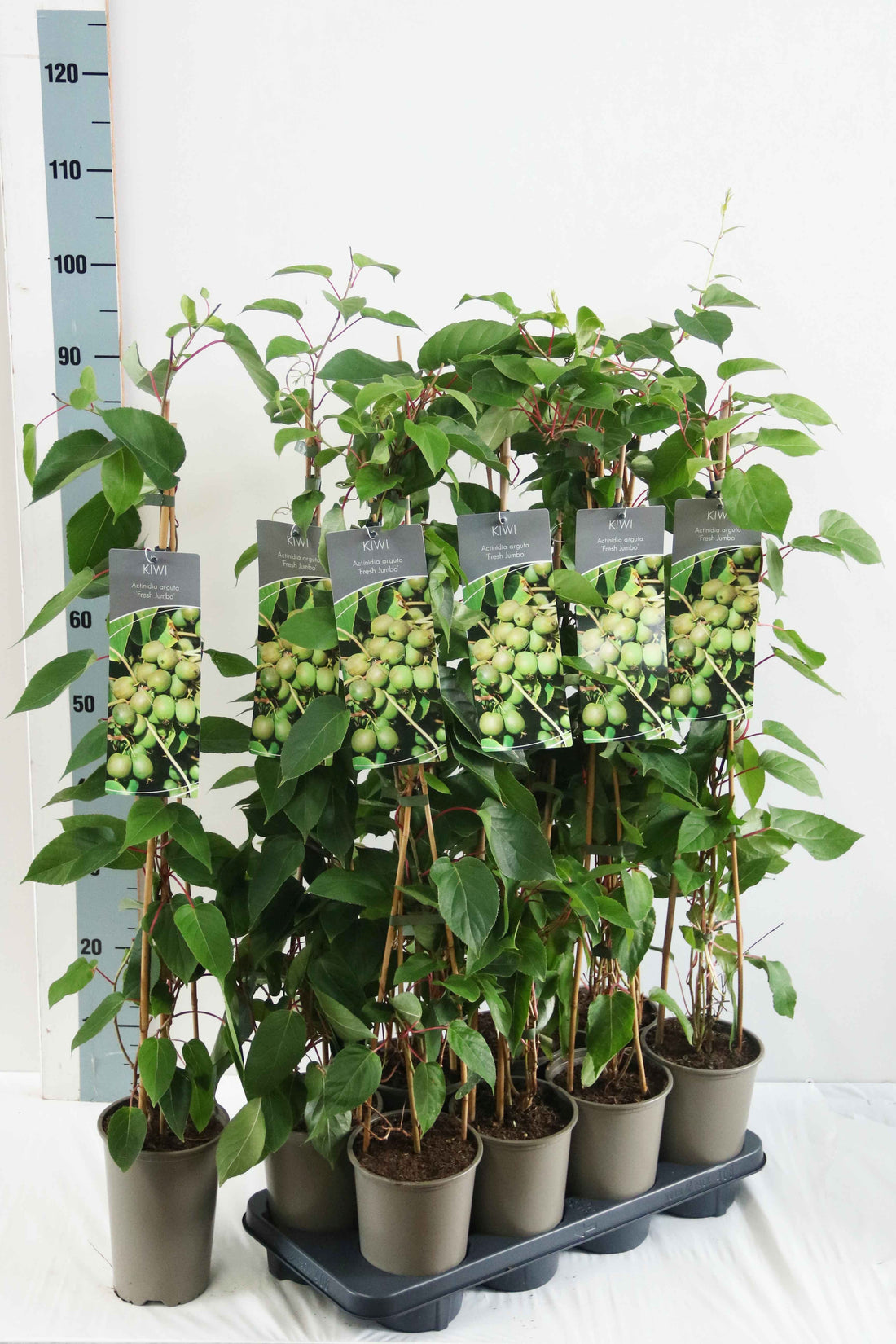 Actinidia arguta &