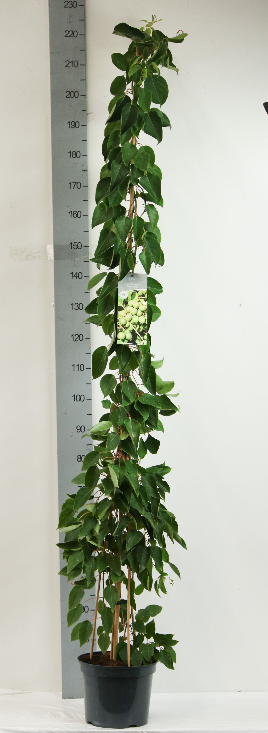 Actinidia arguta &
