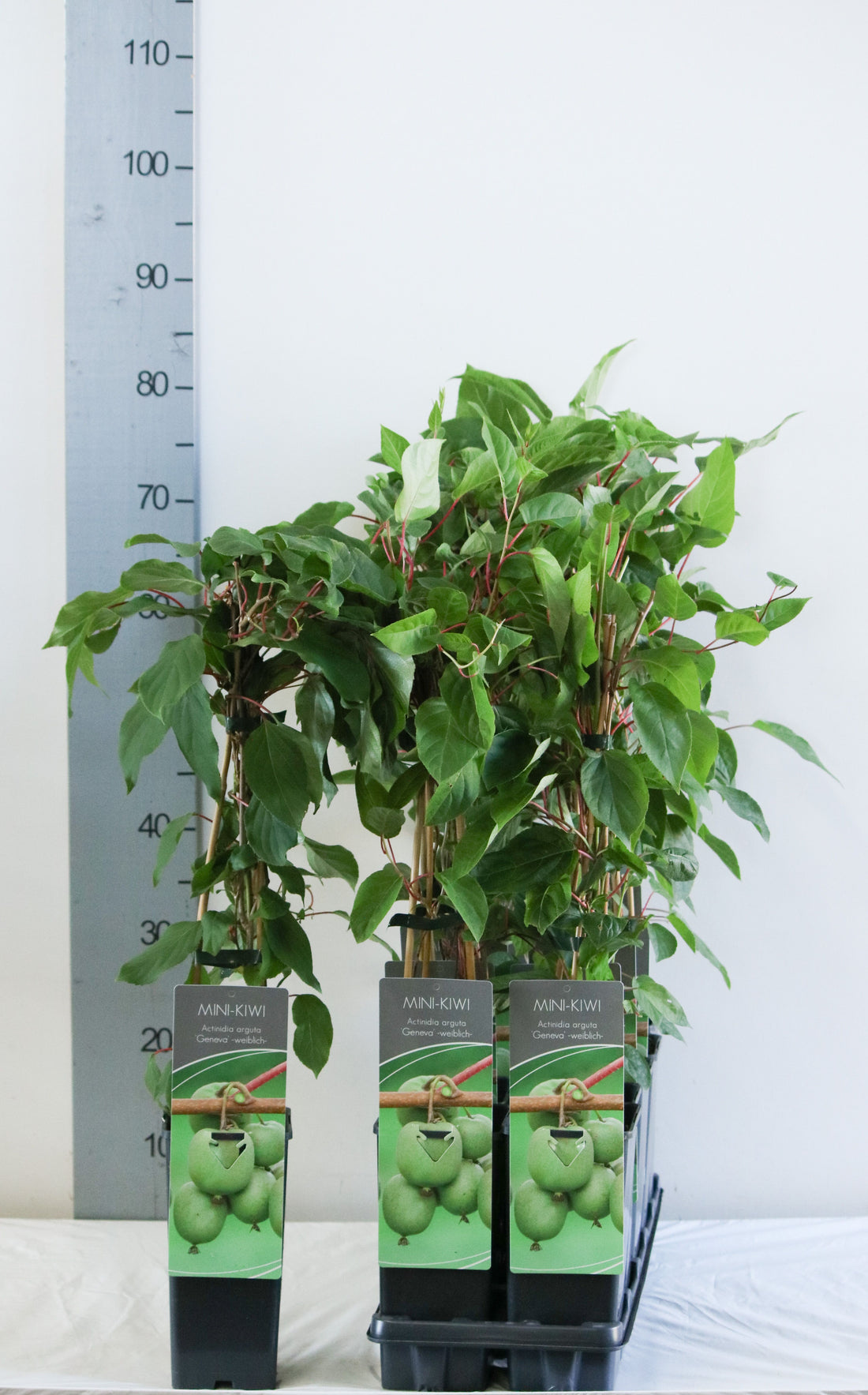 Actinidia arguta &