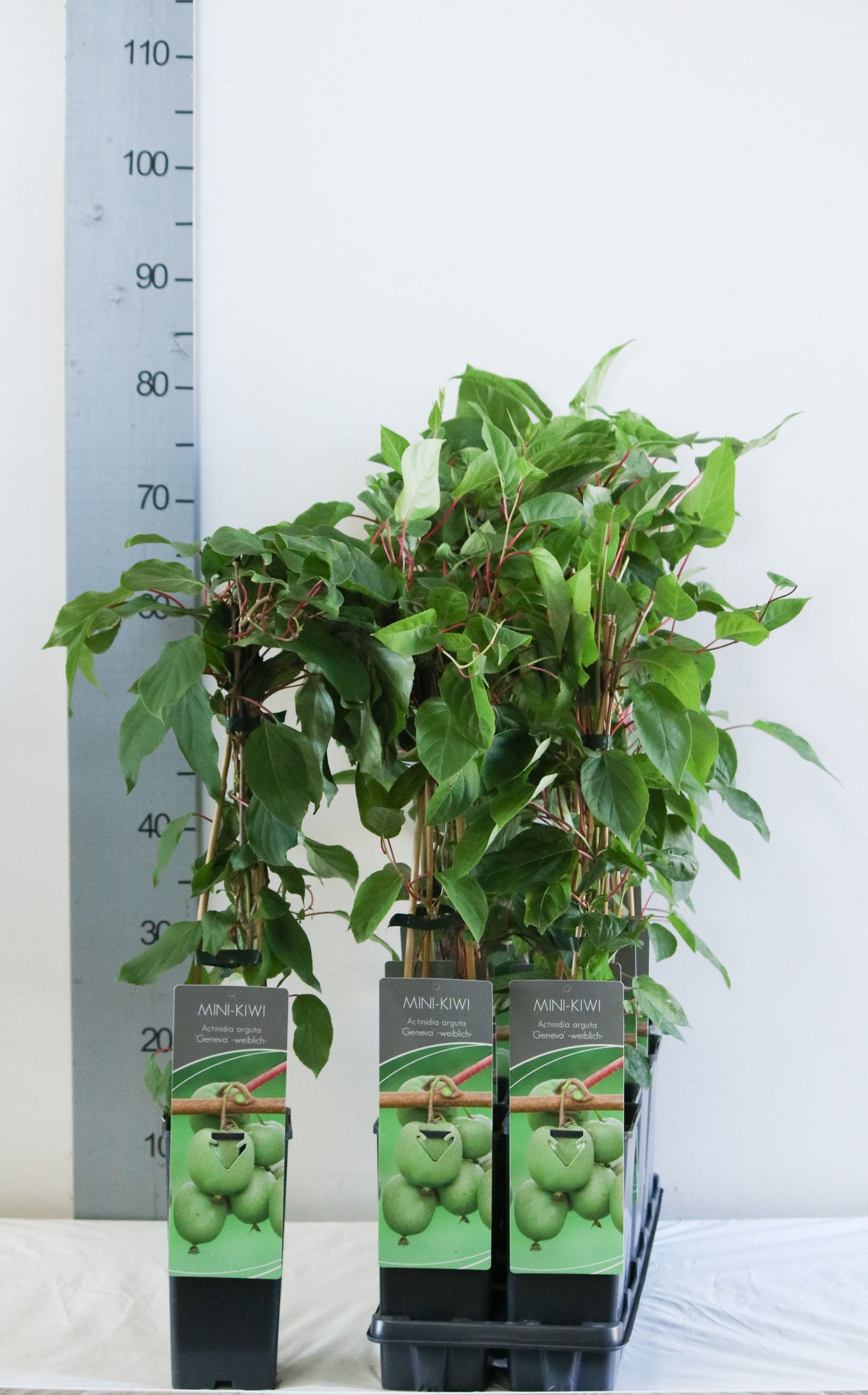 Actinidia arguta &