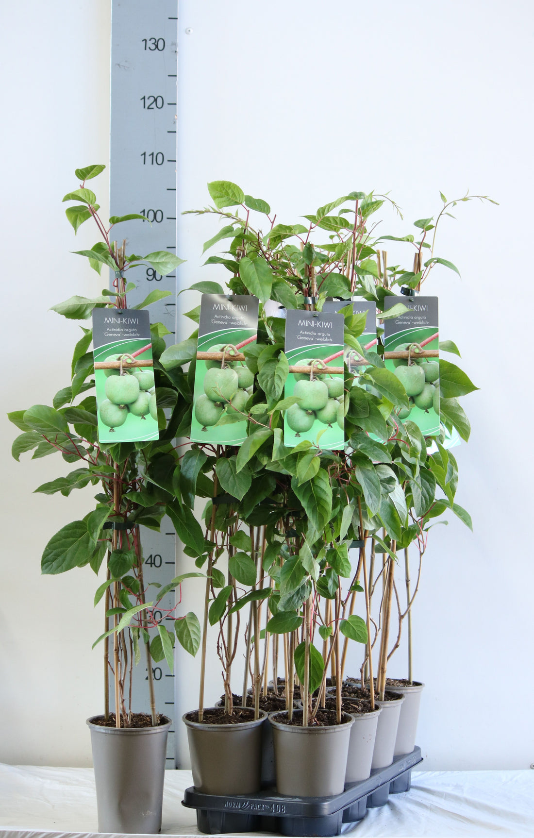 Actinidia arguta &