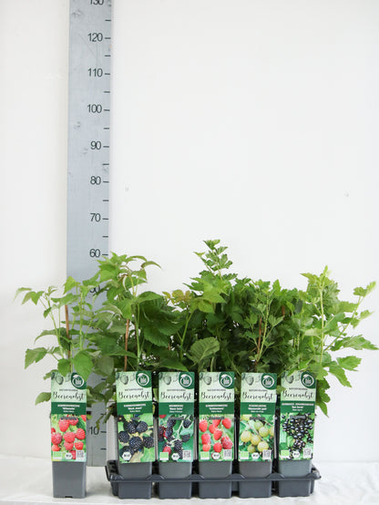 Actinidia arguta i sorter C2 (2 liters kruka) 40-60 cm