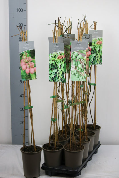 Actinidia arguta (Minikiwi) i sorter, 17 cm kruka, 60–100 cm