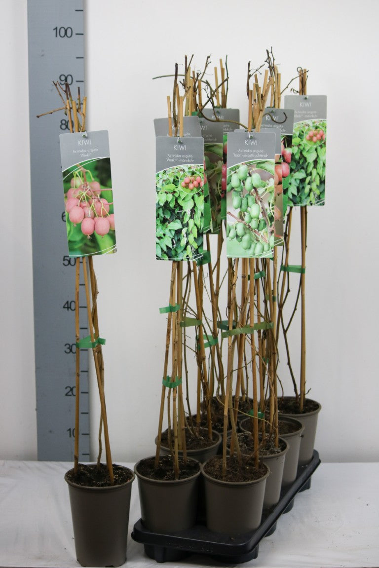 Actinidia arguta (Minikiwi) i sorter 17 cm kruka 60-100 cm