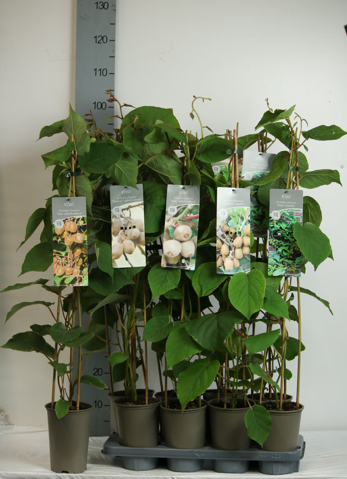 Actinidia arguta i sorter 60-100 cm (17 cm kruka, 3 käppar)