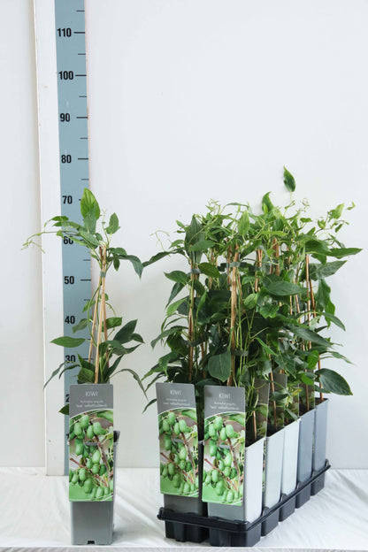 Actinidia arg. &