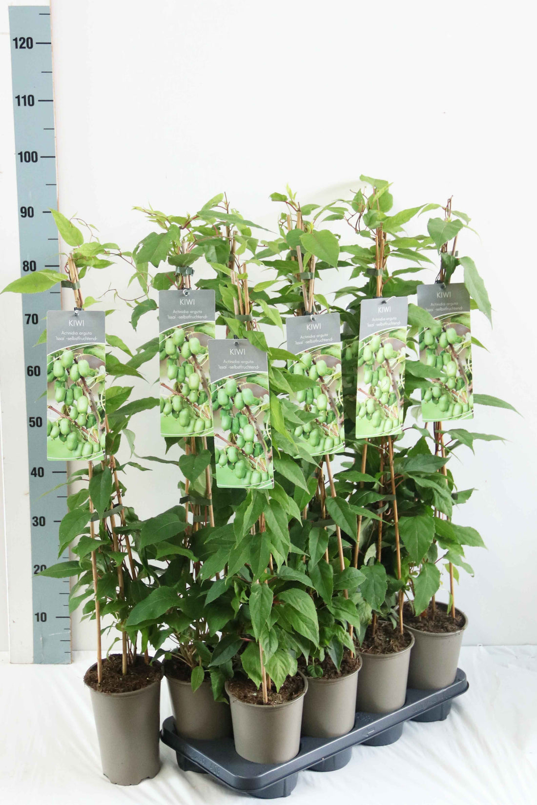Actinidia arguta &