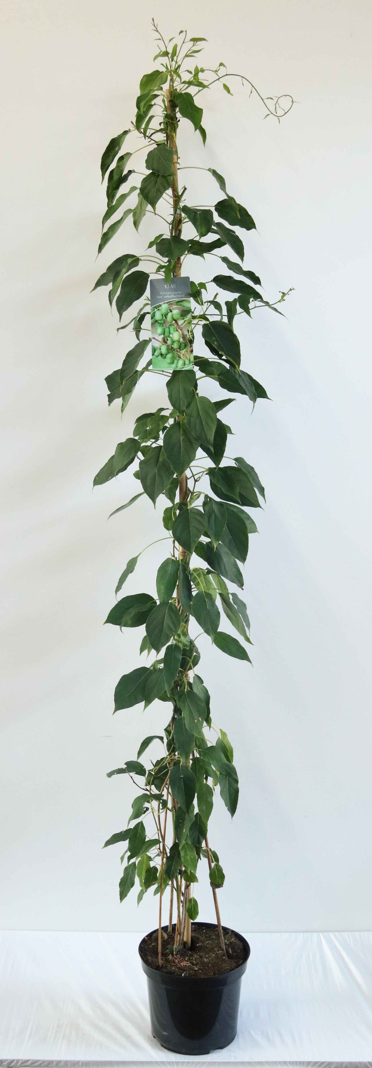 Actinidia arg. &