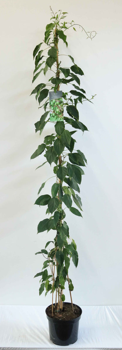 Actinidia arg. &