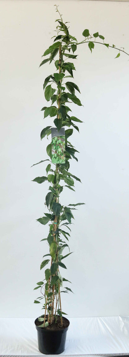 Actinidia arg. &