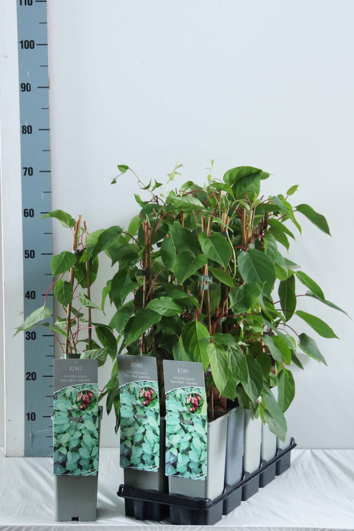 Actinidia arg. &
