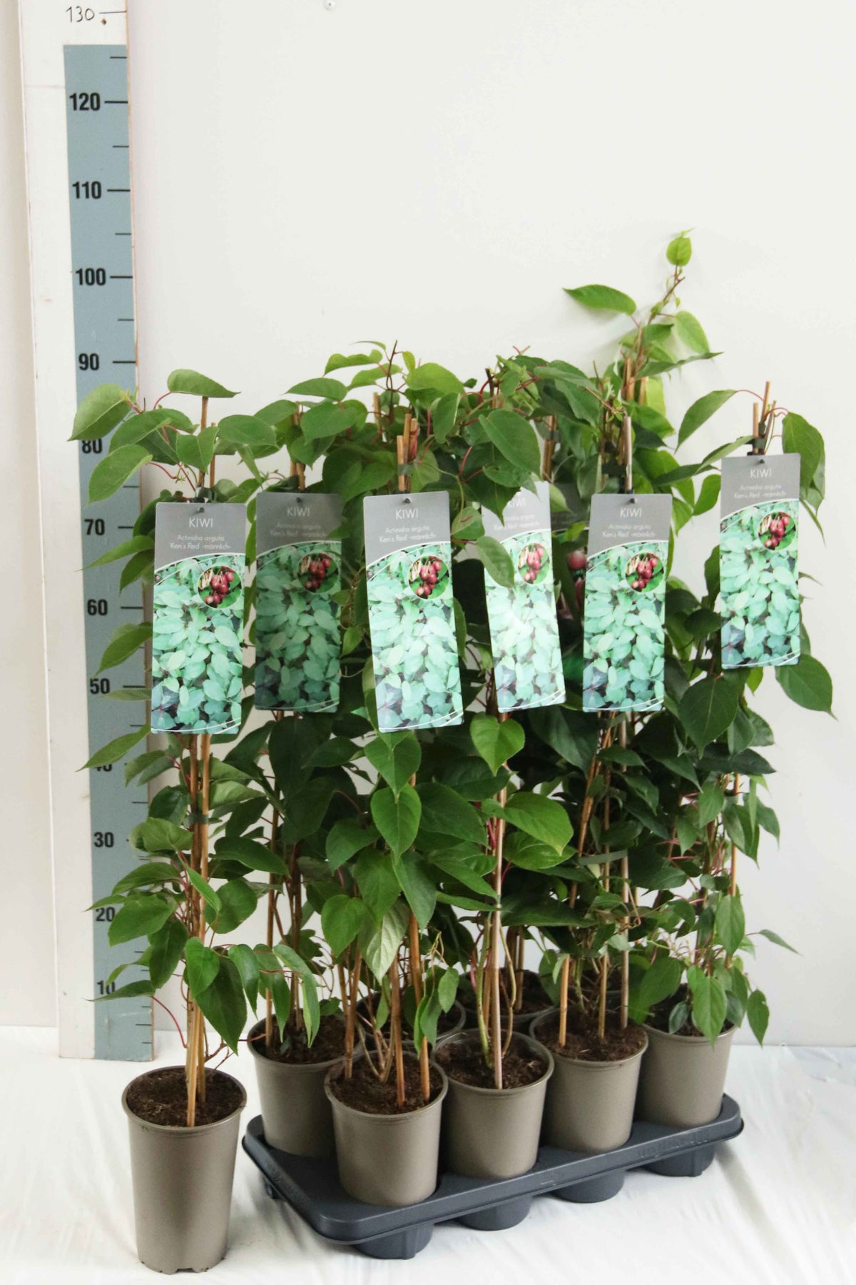 Actinidia arg. &