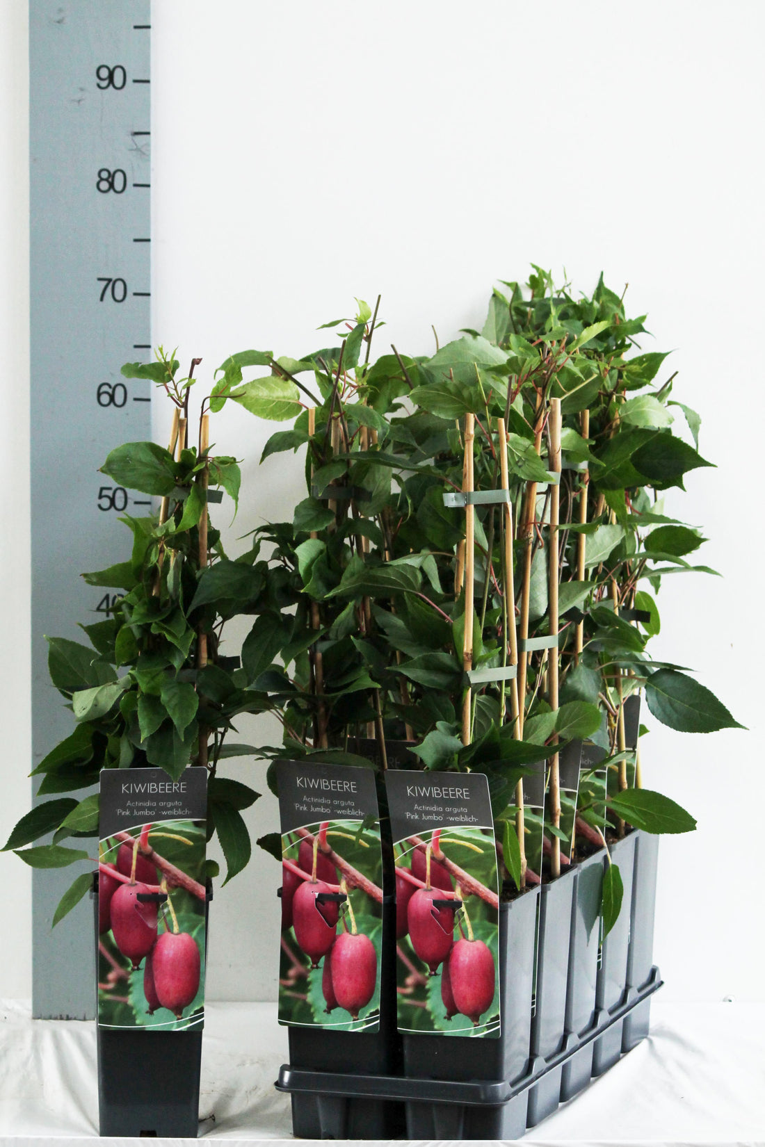 Actinidia arguta &
