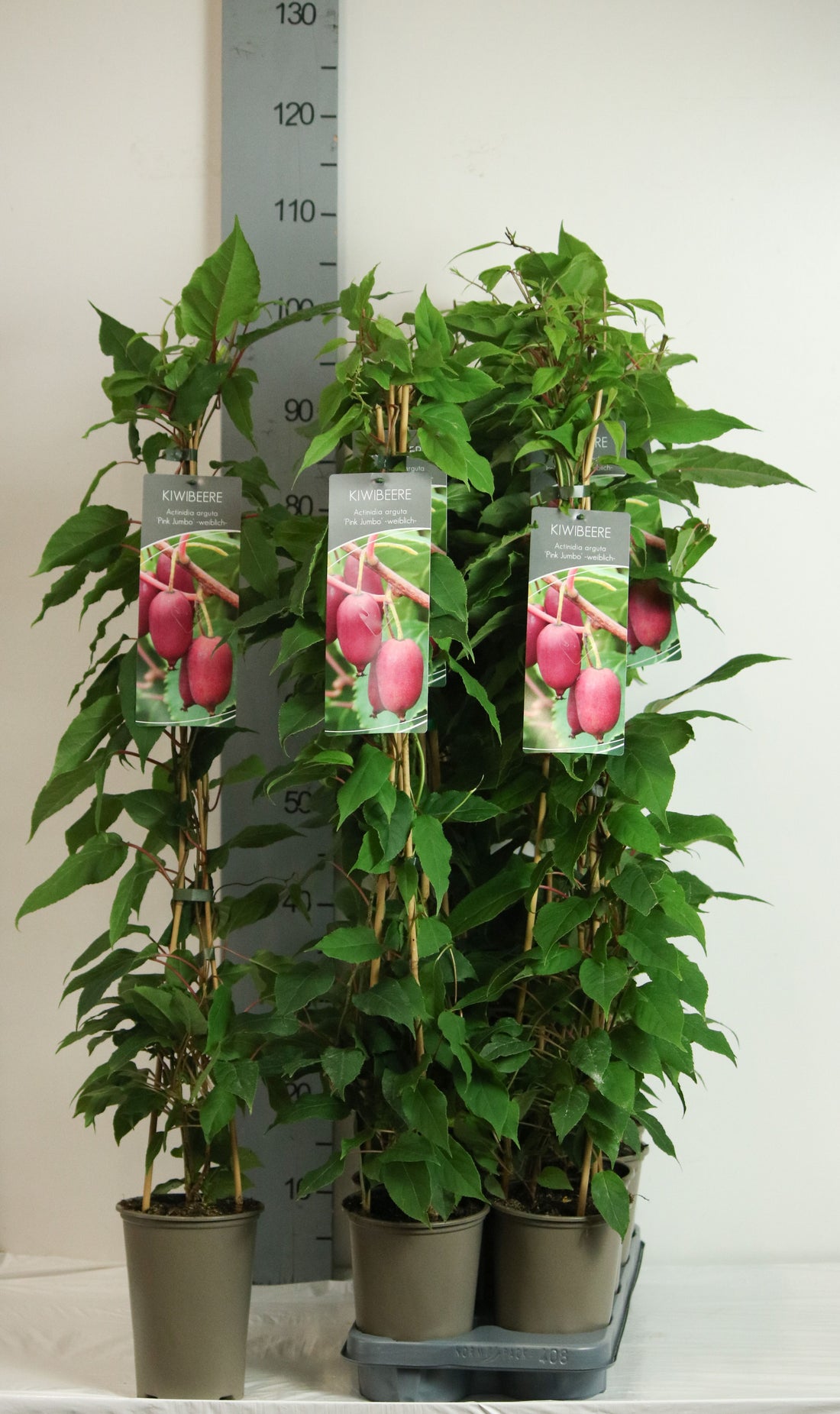 Actinidia arguta &
