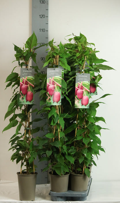 Actinidia arguta &