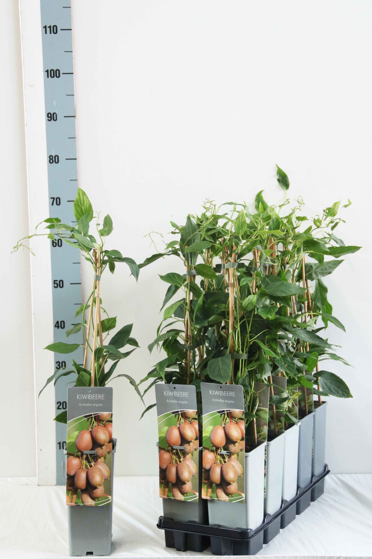 Actinidia arguta C2 (2 liters kruka) 40-60 cm - 3 käppar