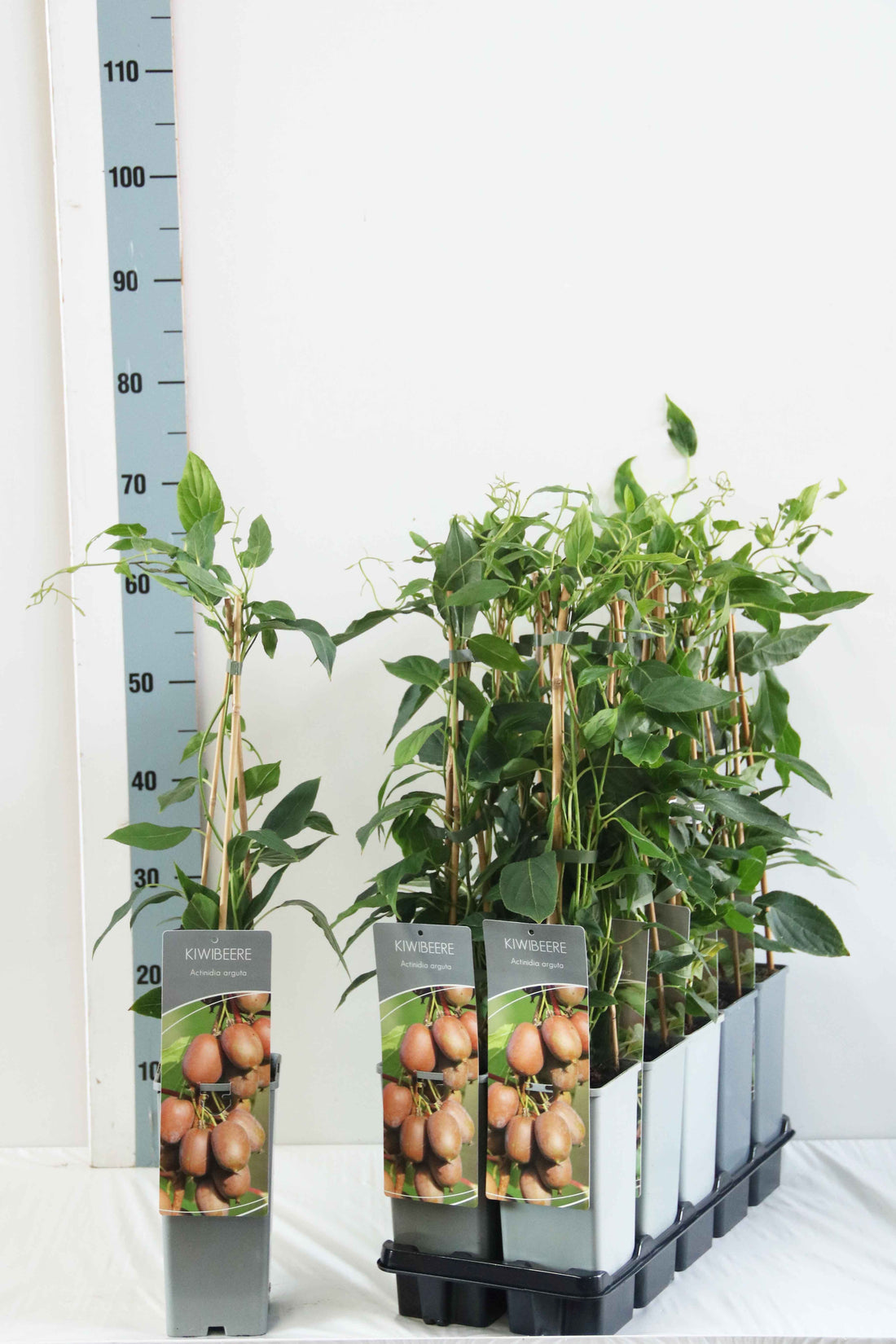 Actinidia arguta C2 (2 liters kruka) 40-60 cm - 3 käppar