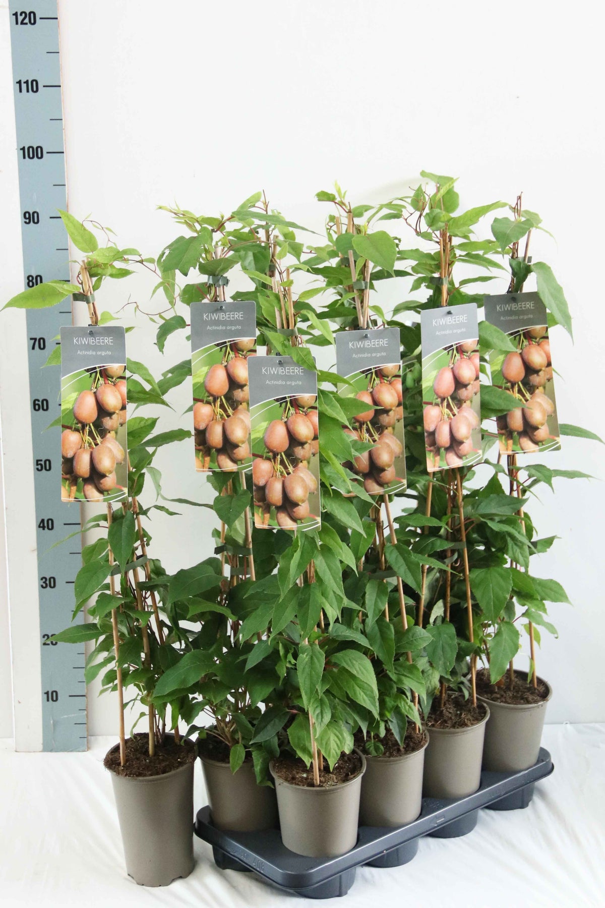 Actinidia arguta 17 cm kruka 60-100 cm (3 käppar)