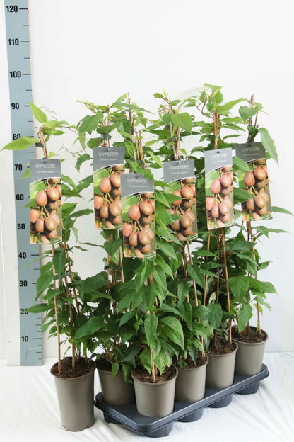 Actinidia arguta - Minikiwi 17 cm kruka 60-100 cm